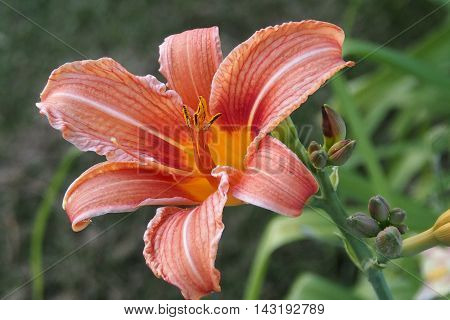 a flower blooming with green grass in the field