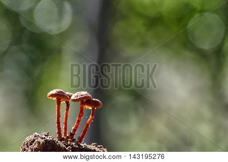 Mycena aurantiomarginata, commonly known as the golden-edge bonnet, is a species of agaric fungus in the family Mycenaceae. First formally described in 1803, it was given its current name in 1872. 