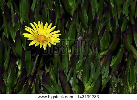 Glebionis coronaria, formerly called Chrysanthemum coronarium, is a species of flowering plant in the daisy family. It is native to the Mediterranean region.