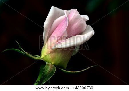 A rose is a woody perennial flowering plant of the genus Rosa, in the family Rosaceae, or the flower it bears. There are over a hundred species and thousands of cultivars.