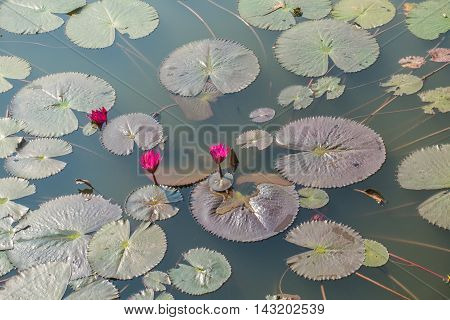 water red lilies nymphaea pubescens on nutural