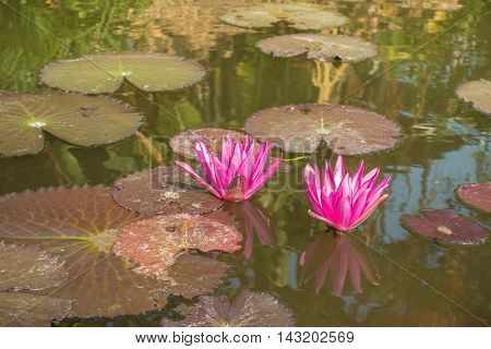 water red lilies nymphaea pubescens on nutural