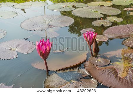water red lilies nymphaea pubescens on nutural