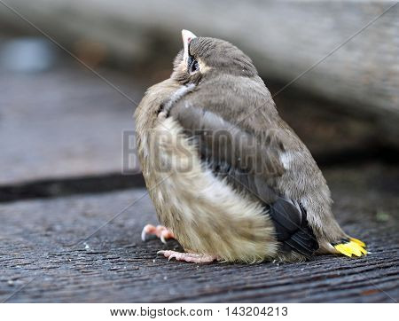 a little bird sitting on the wood