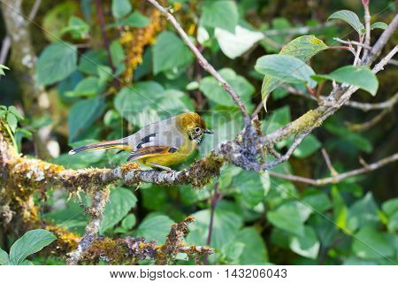 Chestnut-tailed Minla In Nature