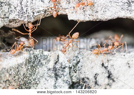 Ant on cement floor, Focus on ant.