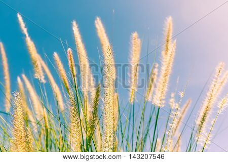 Feather Grass In Nature