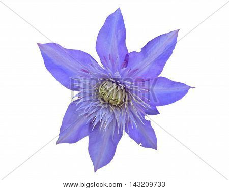 A close up of the flower clematis. Isolated on white.