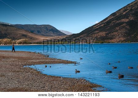 Lake Pearson / Moana Rua Wildlife Refuge Located In Craigieburn Forest Park In Canterbury Region, So