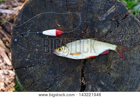 rudd and fishing tackle on a tree stump