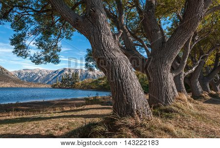 Big Trees By Lake Pearson / Moana Rua Wildlife Refuge Located In Craigieburn Forest Park In Canterbu
