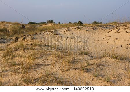 Sunset sand landscape, yellow sand, beach with pine trees and grass