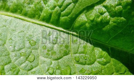 Background green leaf with drops of dew. The texture is velvety covering of grass macro.