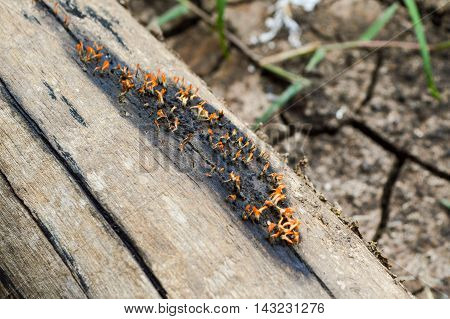 close up small fungus on dry wood