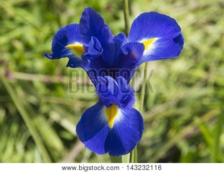 beautiful and lonely iris in a meadow