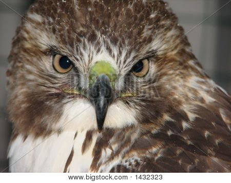 Красный хвост ястреб