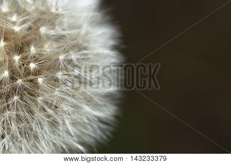 Dandelion's seed head on the left in black background