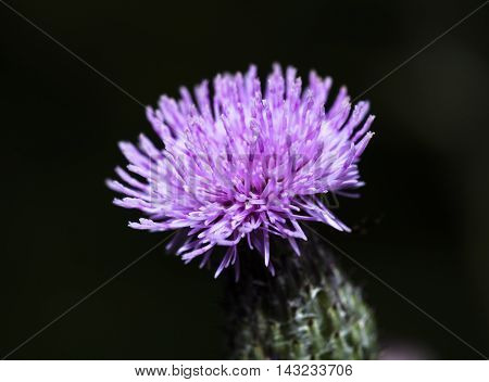 Single thistle flower - pink and green on black