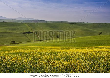 Orciano Pisano Pisa Tuscany Italy view of hills covered with rape landscape