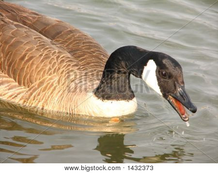 Жаждущий гусь