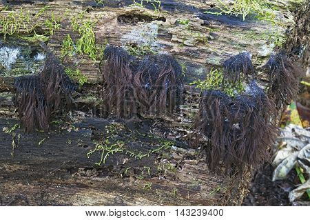 Chocolate tube slime molds (Stemonitis splendens). Called Hairy stemonitis also