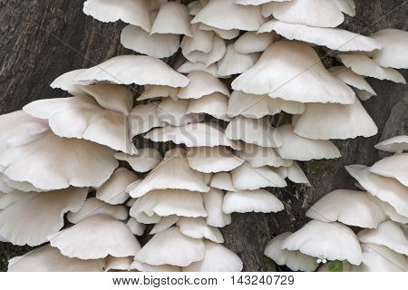Indian oyster mushrooms (Pleurotus pulmonarius). Called Italian oyster Phoenix mushroom Pale oyster and Lung oyster also