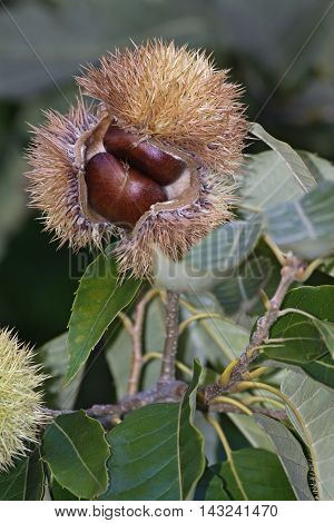 American chestnut (Castanea dentata). Close up image of fruit with nuts