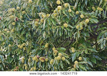 American chestnut (Castanea dentata). Tree with fruits