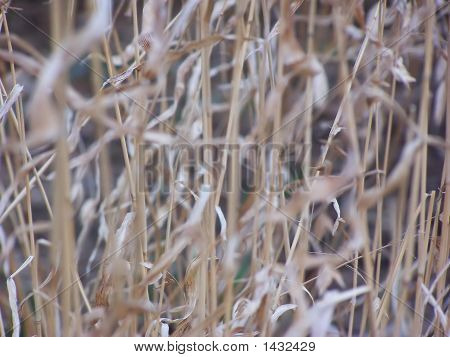 Erba di grano 4