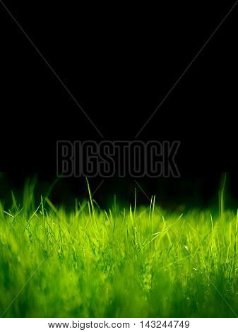 Green grass background with selective focus and copy space.