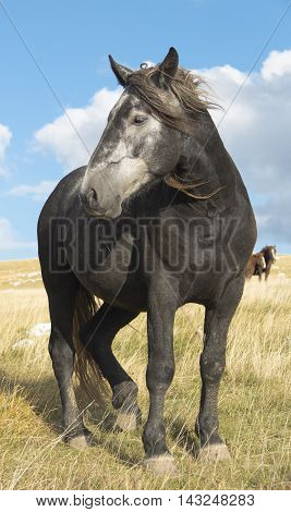 Horse Portrait in a summer cloudy day