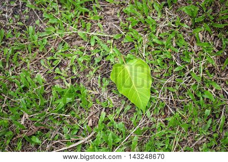 Bodhi or Peepal. Bodhi leaf on green grass background
