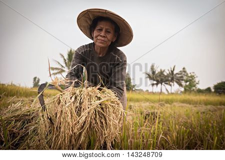 Farmer working at rice field.it's harvest time
