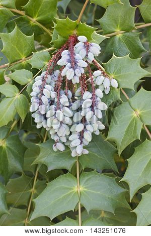 Beale's barberry fruits (Mahonia bealei). Called Leatherleaf mahonia also