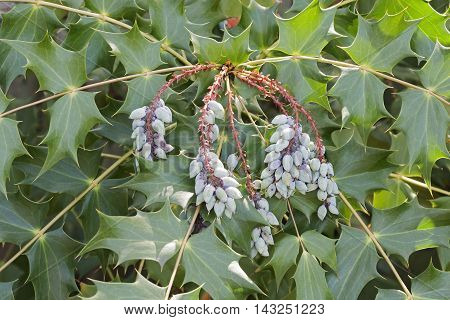 Beale's barberry fruits (Mahonia bealei). Called Leatherleaf mahonia also