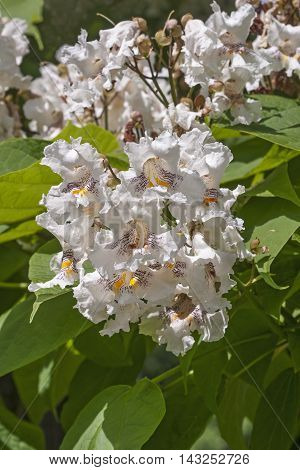 Northern catalpa flowers (Catalpa speciosa). Called Hardy Catalpa Western Catalpa Cigar Tree and Catawba-tree also