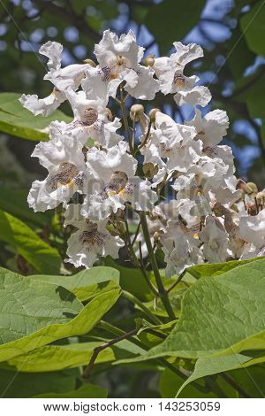 Northern catalpa flowers (Catalpa speciosa). Called Hardy Catalpa Western Catalpa Cigar Tree and Catawba-tree also