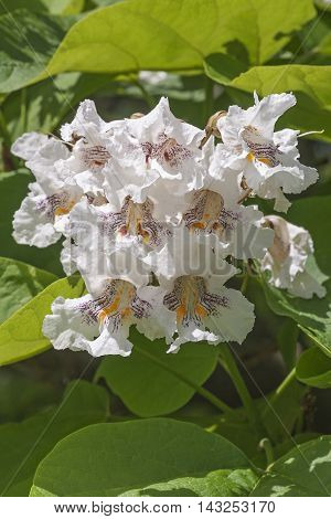 Northern catalpa flowers (Catalpa speciosa). Called Hardy Catalpa Western Catalpa Cigar Tree and Catawba-tree also