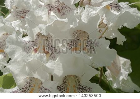 Northern catalpa flowers (Catalpa speciosa). Called Hardy Catalpa Western Catalpa Cigar Tree and Catawba-tree also