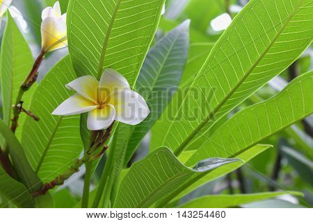 Plumeria flower . beautiful White Plumeria on the tree.( Common name Apocynaceae Frangipani Pagoda tree Temple tree )