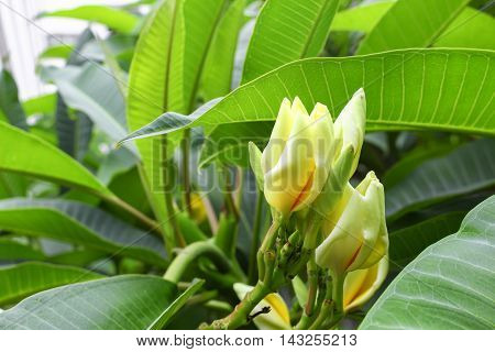 Plumeria flower . beautiful yellow Plumeria on the tree.  ( Common name Apocynaceae Frangipani Pagoda tree Temple tree )