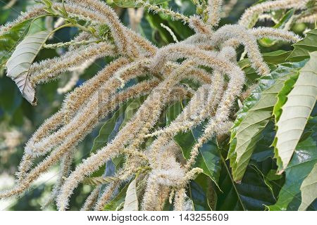 American chestnut (Castanea dentata). Close up image of male flowers