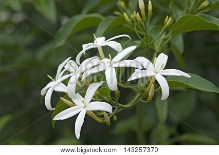 Twisted jasmine (Jasminum tortuosum). Called African jasmine and Perfume jasmine also