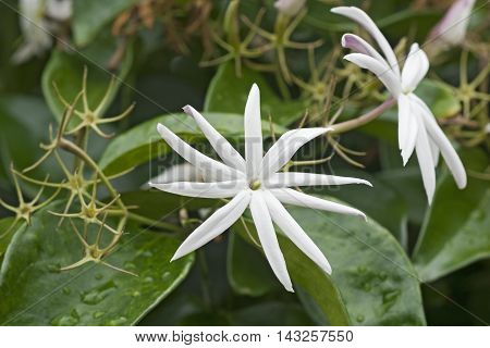 Angelwing jasmine (Jasminum nitidum). Called Shining jasmine Confederate jasmine and Star jasmine also