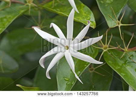 Angelwing jasmine (Jasminum nitidum). Called Shining jasmine Confederate jasmine and Star jasmine also