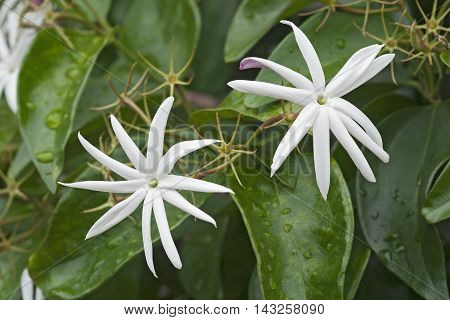 Angelwing jasmine (Jasminum nitidum). Called Shining jasmine Confederate jasmine and Star jasmine also