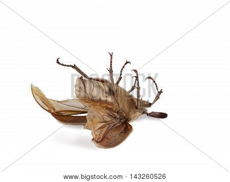 Closeup dead beetle (Polyphylla alba) isolated on white. Fight with insect. Extermination.