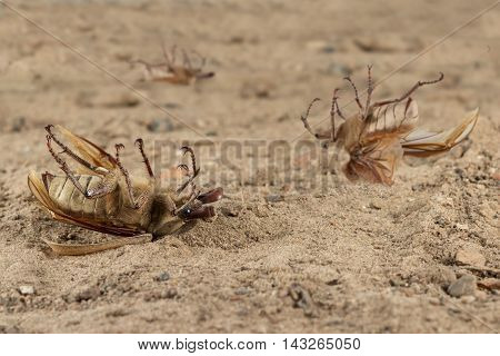 Closeup many dead beetle (Polyphylla alba) on sand in garden. Fight with insect. Extermination.