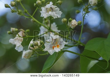 Northern catalpa flowers (Catalpa speciosa). Called Hardy Catalpa Western Catalpa Cigar Tree and Catawba-tree also