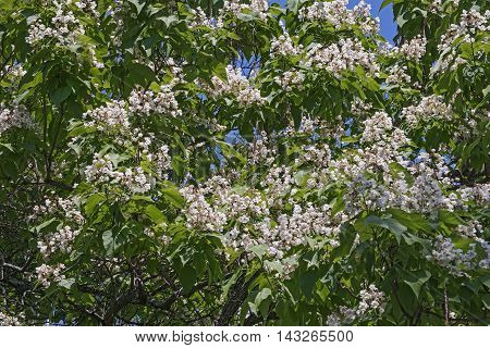 Northern catalpa in blossom (Catalpa speciosa). Called Hardy Catalpa Western Catalpa Cigar Tree and Catawba-tree also
